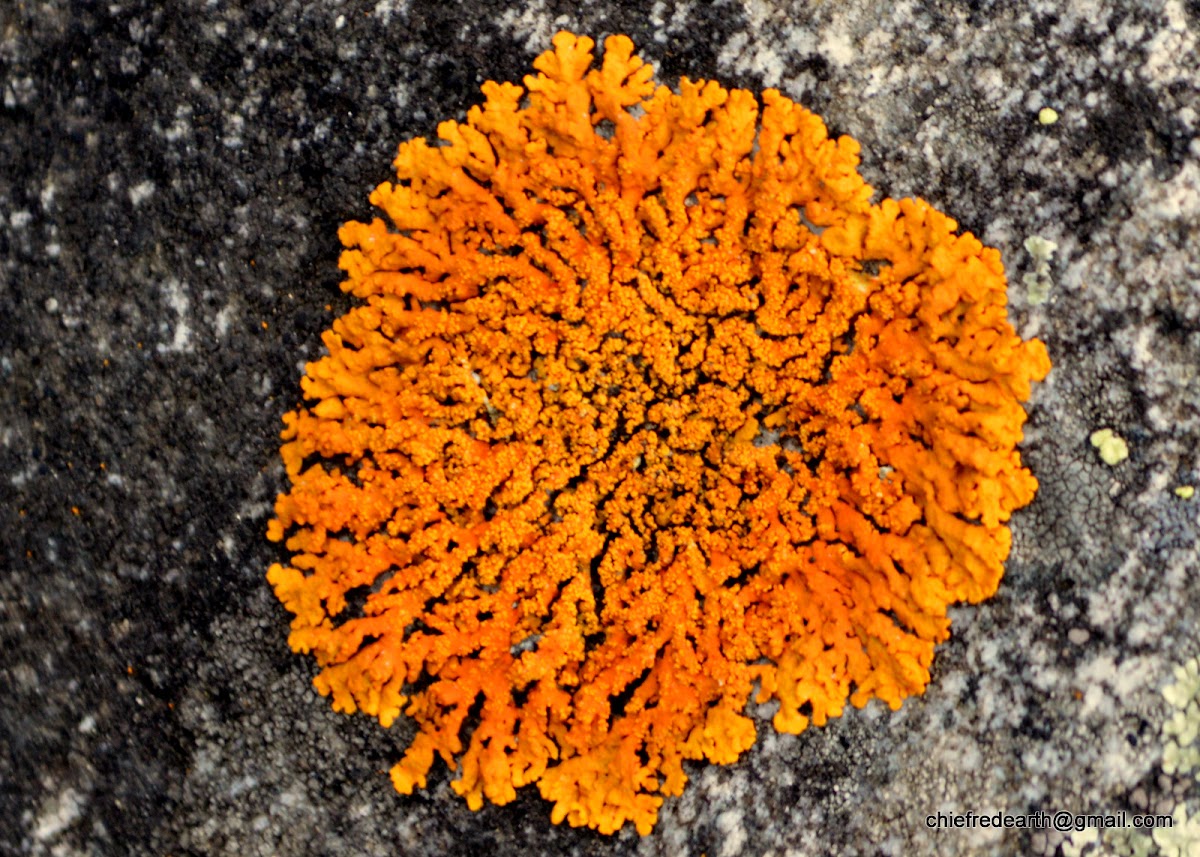 Sugared Sunburst Lichen