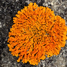 Sugared Sunburst Lichen