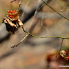 Crab's eye or crab's eye creeper