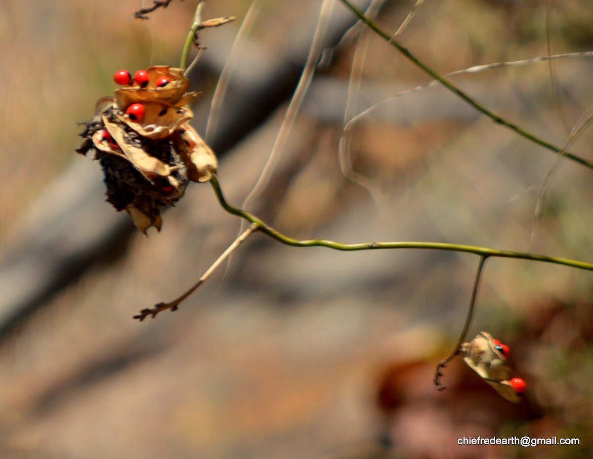 Crab's eye or crab's eye creeper