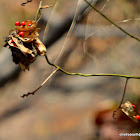 Crab's eye or crab's eye creeper