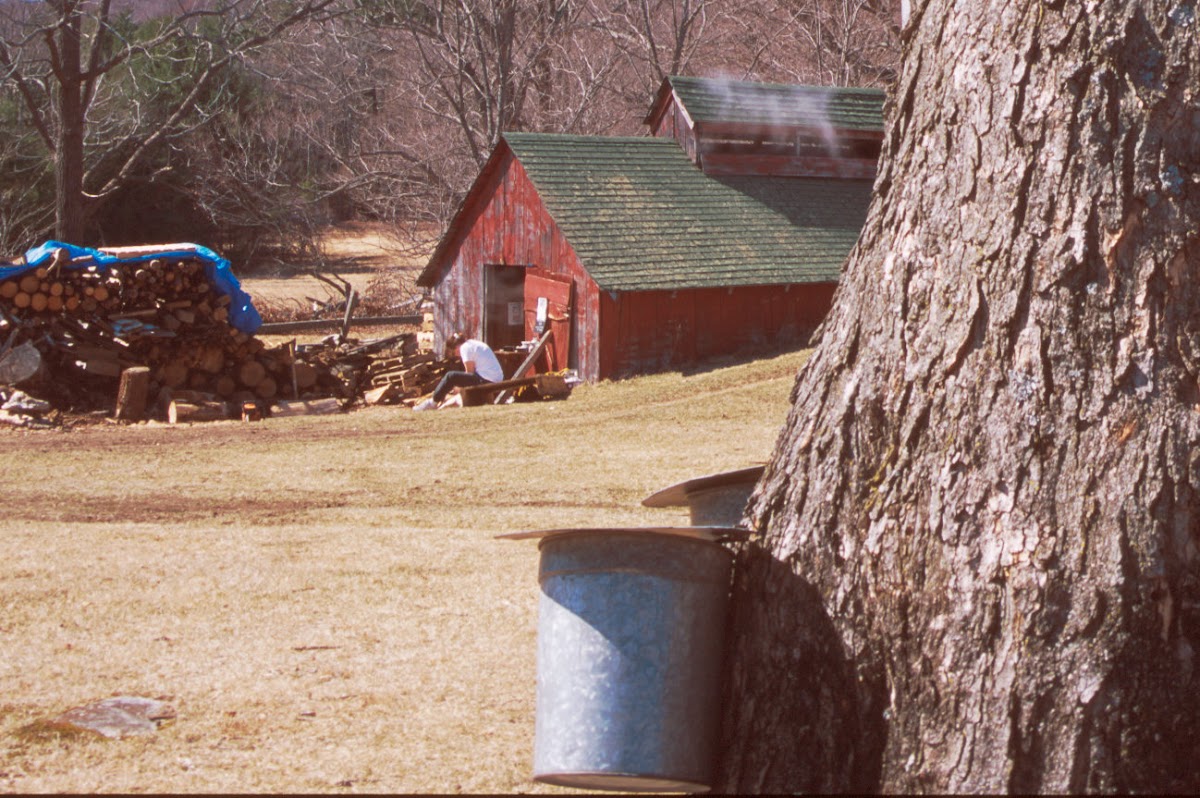 Aloisi sugar house @ Hanging Mountain Farm where they produce their own pure maple syrup that is served in the cafe