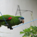 Maracanã-pequena