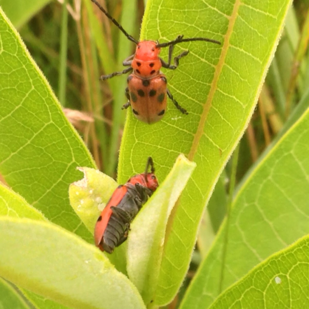 Red Milkweed Beetle