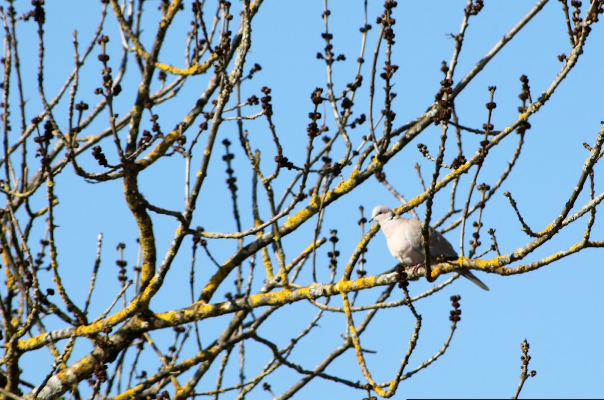 Eurasian Collared Dove