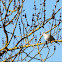 Eurasian Collared Dove