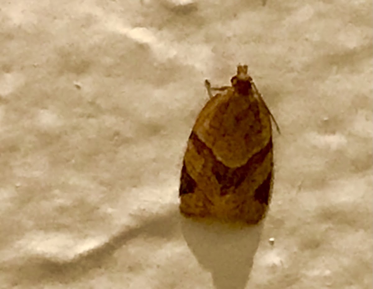 Garden Tortrix