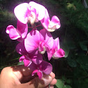 Everlasting or Perennial Pea