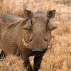 Facóquero común (Common warthog)