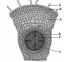 Primary Structure of Root