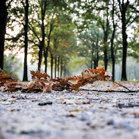 Foglie d'autunno di 