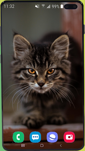 Cute Cat Wallpaper Best HD