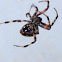 Orb weaver