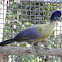 Purple- crested Turaco