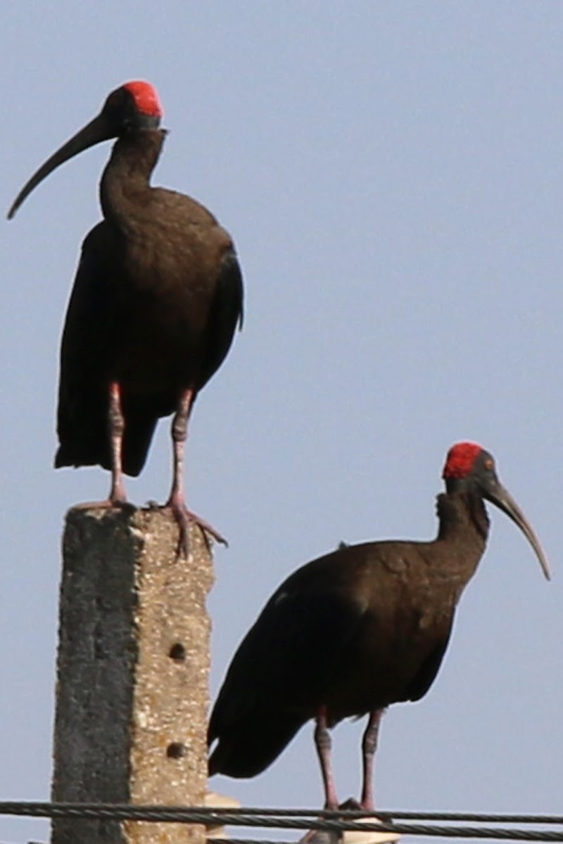 Red-naped Black Ibis