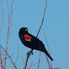 Red-winged Blackbird