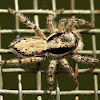 Jumping spider