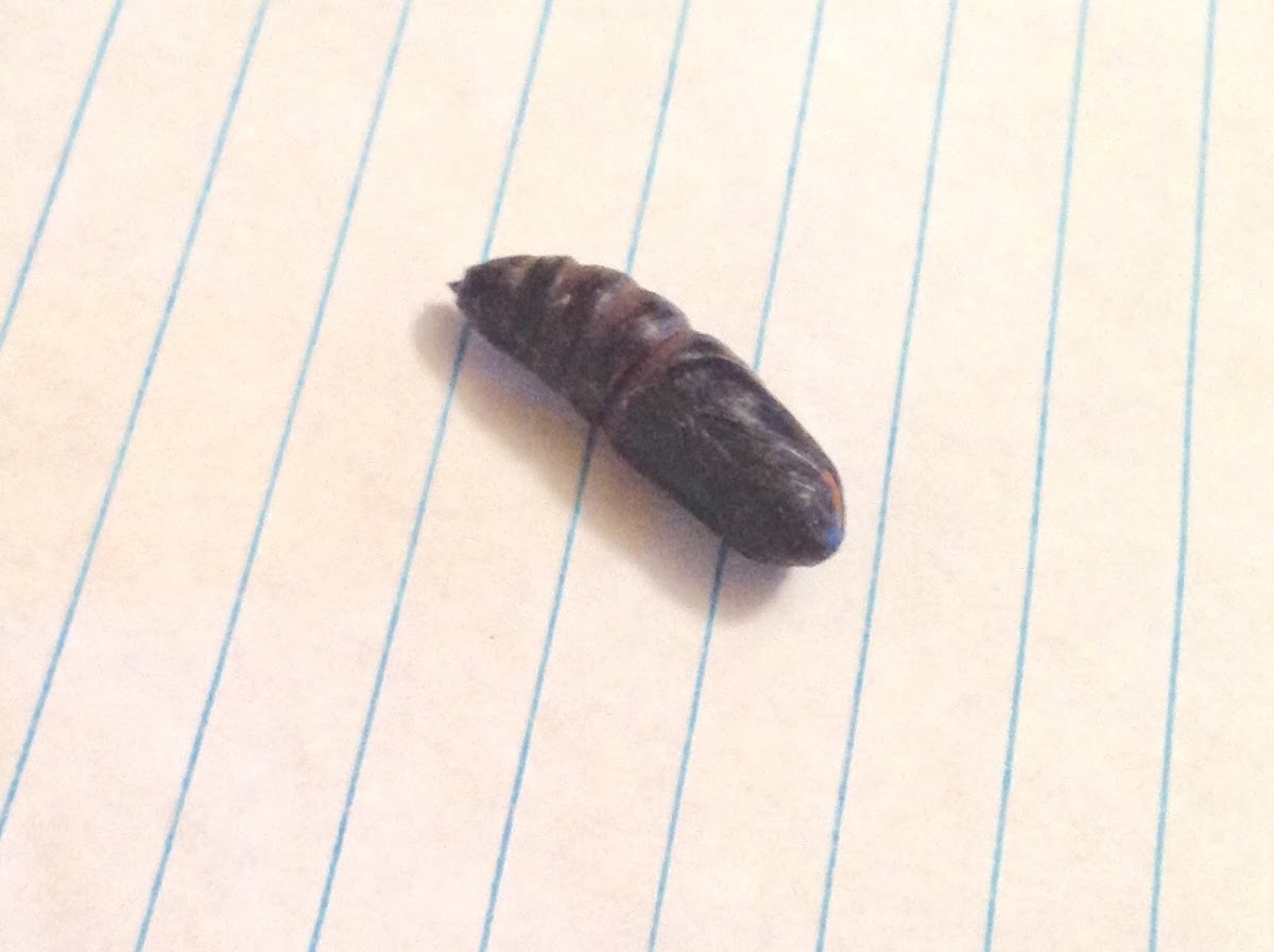 Walnut Sphinx Moth ( Pupa )