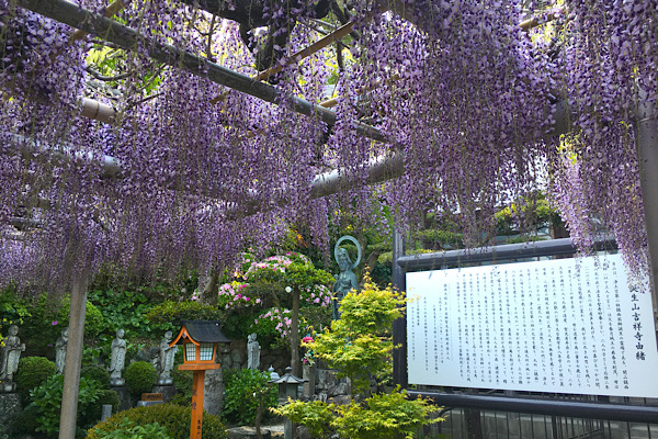 北九州 吉祥寺 風に揺れる藤の花を眺めながら 藤ソフトクリーム Trill トリル