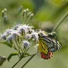 Common jezebel