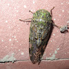 Cicada