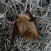 Southern yellow bat