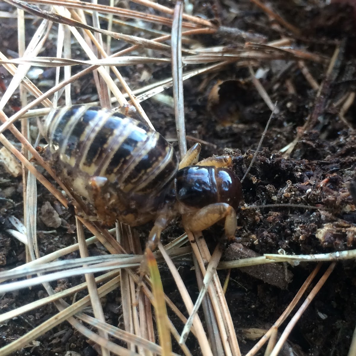 Jerusalem Cricket