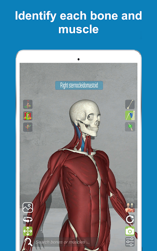 Corporis Anatomy  Interactive 3D Human Body Atlas
