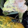 Eastern Yellow Jacket