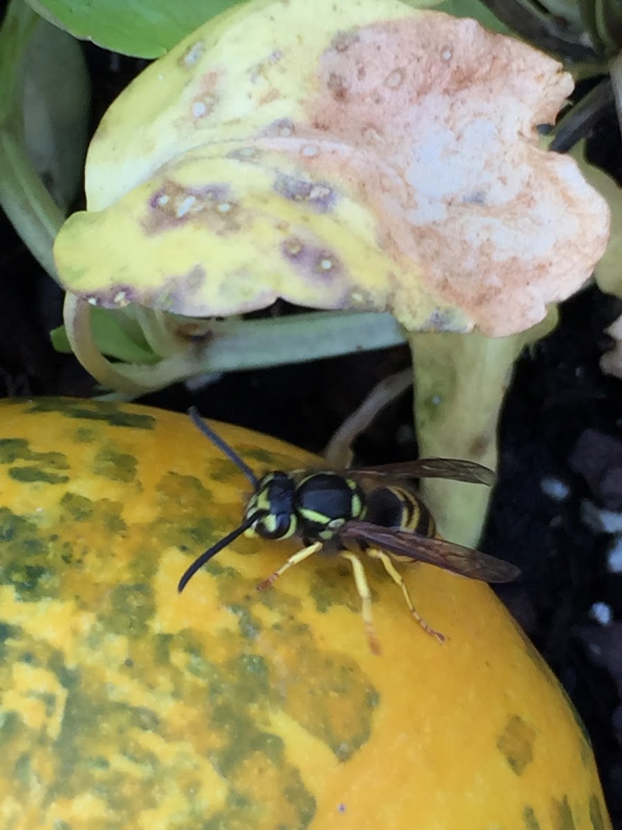 Eastern Yellow Jacket