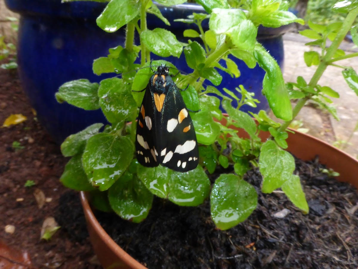 Scarlet Tiger