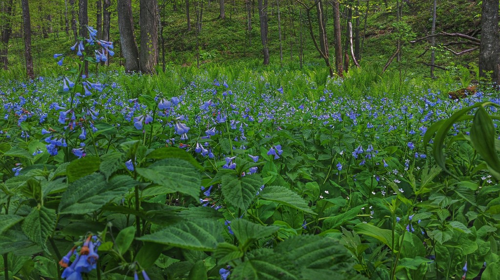 Virginia Bluebells