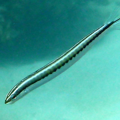 Piano Fangblenny