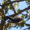 Downy Woodpecker