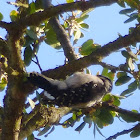 Downy Woodpecker