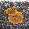 Common Orange Lichen