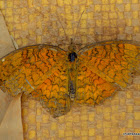 Common Castor Butterfly