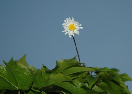 E' sorta la primavera!!! di fabry