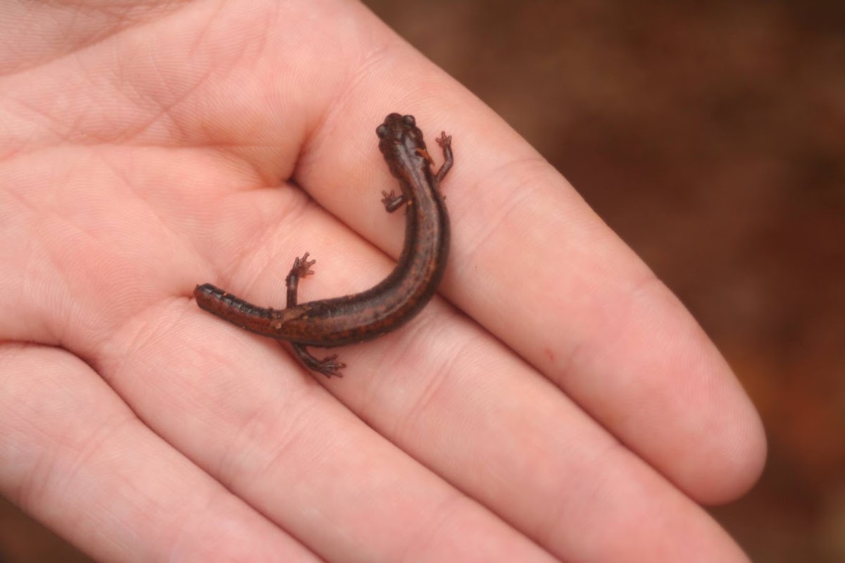 Red Backed Salamander