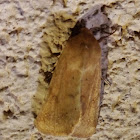 Corn Earworm Moth