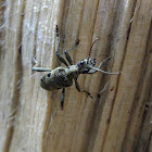 Black-spotted longhorn beetle