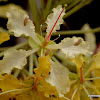 Maloo Creeper, bauhinia climber, camel's foot climber