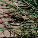 Desert grassland whiptail