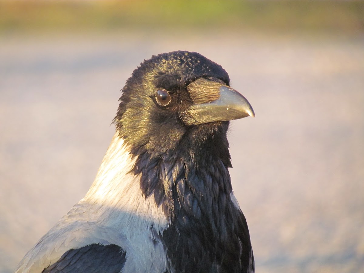 Hooded crow