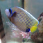 Emperor Angelfish