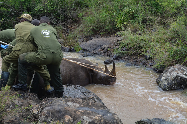 Kenya Wildlife Service Veterinary and Capture Rangers rescuing a black Rhino from a river at the Nairobi National Park on January 16, 2024.