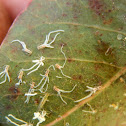 Star psyllid nymphs