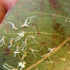 Star psyllid nymphs