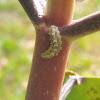 Hoverfly(larvae)