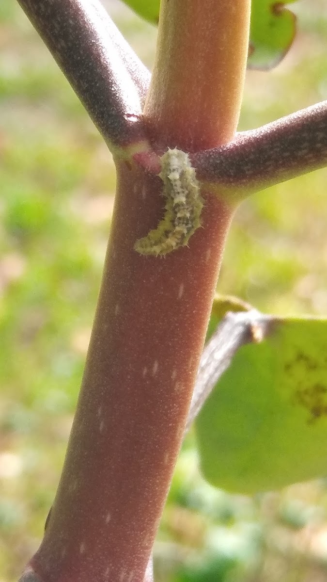 Hoverfly(larvae)